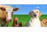 produtos-veterinarios-araguari-1409440639