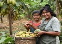 transformação de frutas descartadas