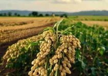 produtividade da soja em Araguari/MG