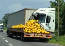 caminhão com carga de limões