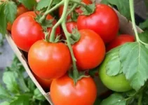 variação dos preços do tomate