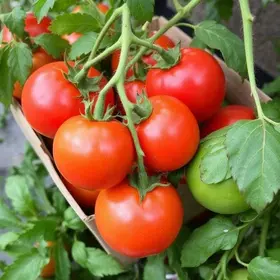 variação dos preços do tomate
