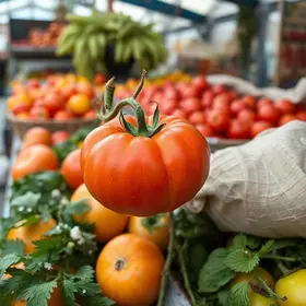 tomate