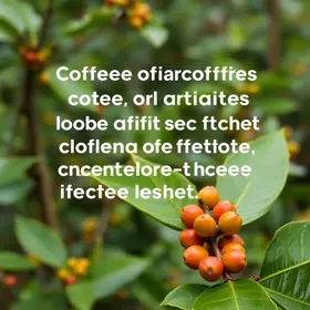 Café em Foco
