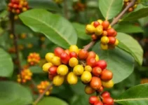 café