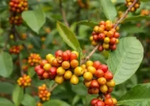 Café em Foco