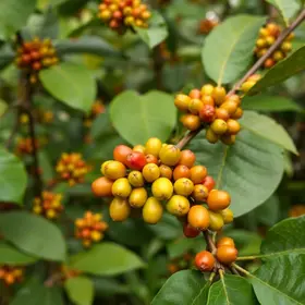 Café em Foco