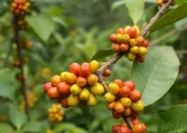 Café em Foco