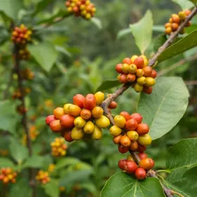 Café em Foco