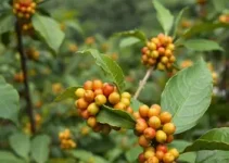 Café em Foco