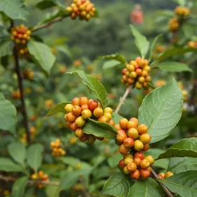 Café em Foco