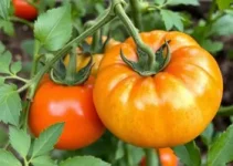 tomate