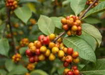 Café em Foco