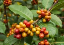 Café em Foco