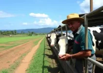 industrialização de leite em Minas Gerais