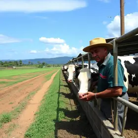 industrialização de leite em Minas Gerais