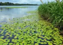 plantas aquáticas Rio Araguari