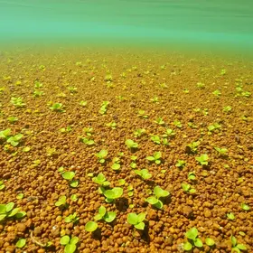 planta aquática no Rio Araguari